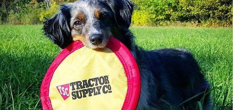 PawsibleMktg's tweet photo. Tractor Supply to offer pet prescription services, along with professional veterinary advice on demand and expansion of its self-serve pet wash service. https://t.co/AKbrt4Wdxm https://t.co/XMLcCuoYVv