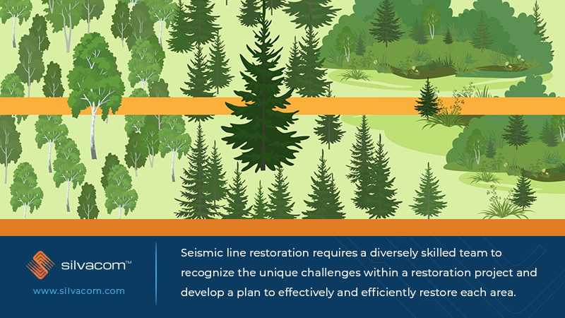 #DidYouKnow that legacy seismic lines pose unique restoration challenges? They often crisscross through multiple ecotypes with different treatment needs. Our Environment team are experts at recognizing and handling those unique challenges.

#LinearRestoration #HabitatRestoration