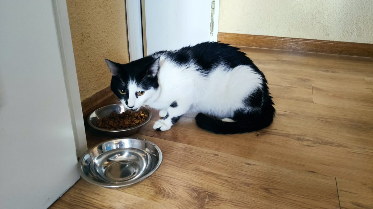 CASO EXTERNO sin tiempo para actualizar (a no ser que me entere por el chat)
Publicado el 11/2 en el chat Ayuda y difusión de gatos

Si supierais de alguien que esté interesado. Está en Vallecas
 Acaban de desahuciar al vecino del quinto de vane(Mama de ares) y han