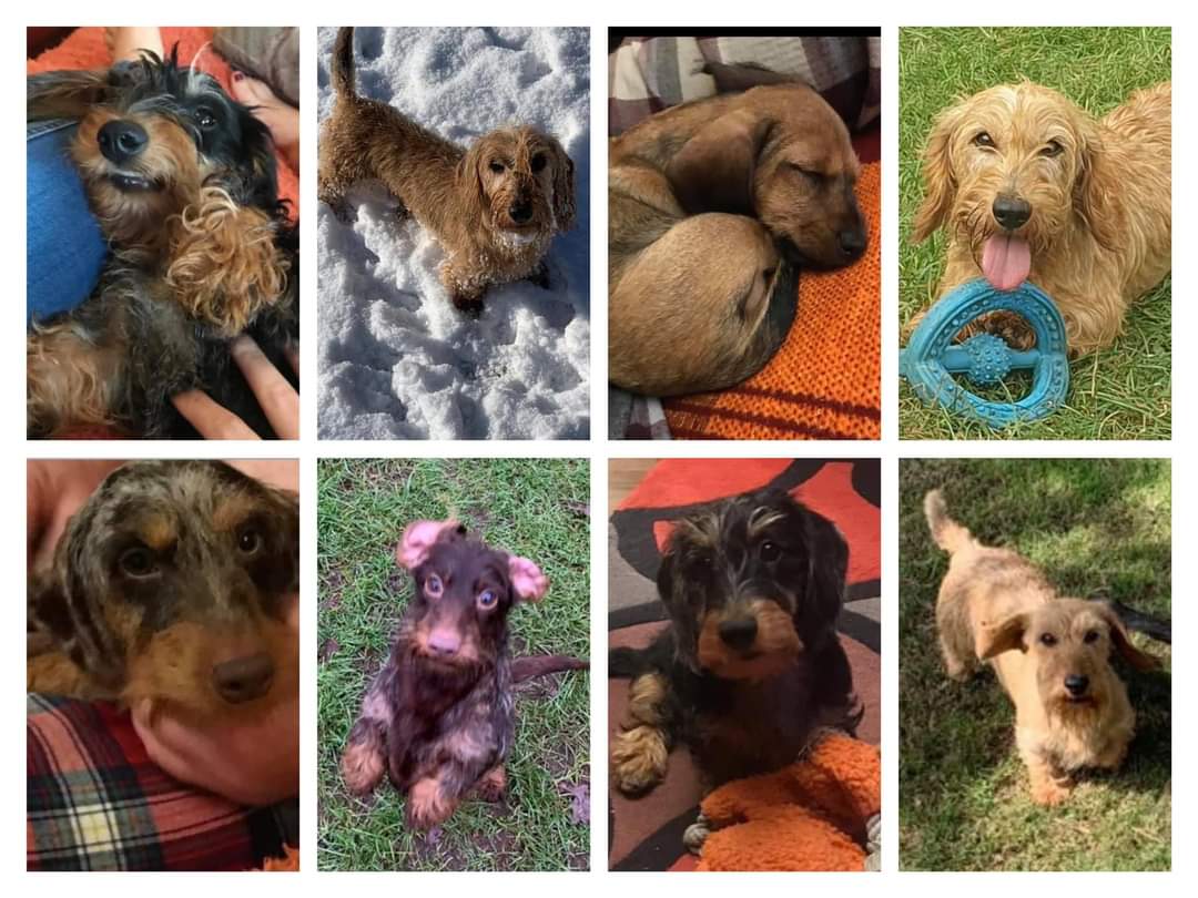🚨🚨EMERGENCY 🚨🚨EIGHT MINIATURE DACHSHUNDS dogs have been STOLEN last night, 10th February 2021, from Swadlincote, DERBYSHIRE.
CONTACT:- 07719848890
Call Derbyshire Police on 101
Crime Ref Number: 21000084142
Please RT 🙏🙏🐾🐾🐶🐶💔💔💔💔💔