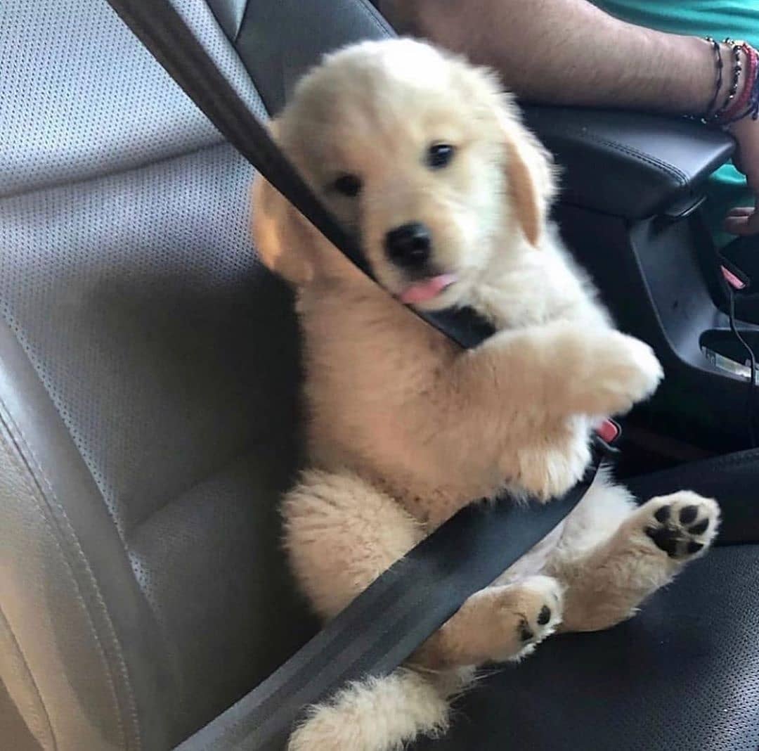 LocalPetService's tweet image. He doesn&apos;t like seat belts when💕 he is on a ride💝💗
Cuteness Overloaded😍
•
Follow @LocalPetService for more pets and animals related content
•
Like👍
Comment 📝
Share 🖇️
•
Follow 👉@LocalPetService
Follow 👉@LocalPetService
_⠀
#labrador #labradorretriever #DOGE #petlovers