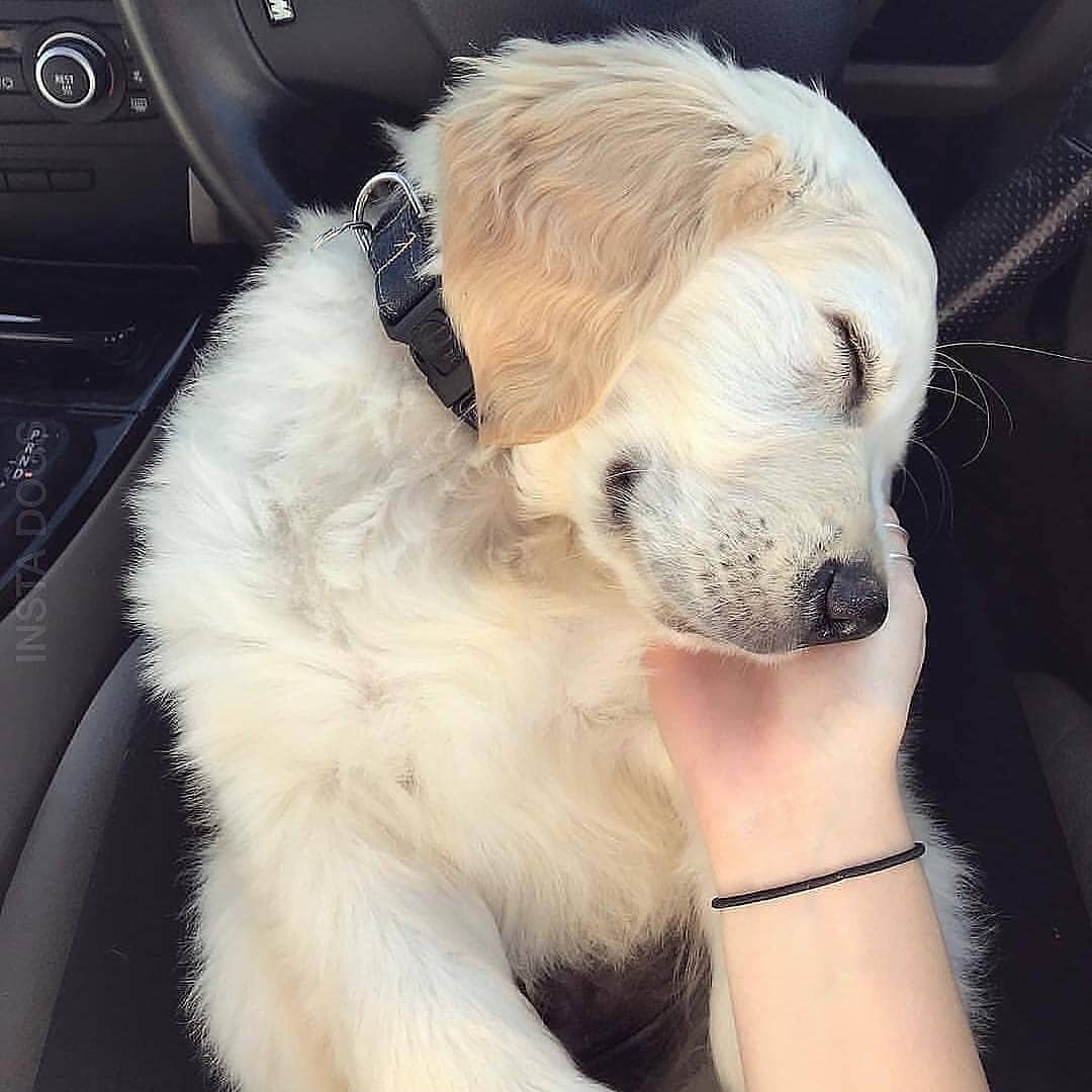 LocalPetService's tweet image. He doesn&apos;t like seat belts when💕 he is on a ride💝💗
Cuteness Overloaded😍
•
Follow @LocalPetService for more pets and animals related content
•
Like👍
Comment 📝
Share 🖇️
•
Follow 👉@LocalPetService
Follow 👉@LocalPetService
_⠀
#labrador #labradorretriever #DOGE #petlovers