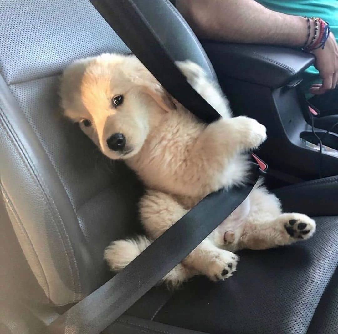LocalPetService's tweet image. He doesn&apos;t like seat belts when💕 he is on a ride💝💗
Cuteness Overloaded😍
•
Follow @LocalPetService for more pets and animals related content
•
Like👍
Comment 📝
Share 🖇️
•
Follow 👉@LocalPetService
Follow 👉@LocalPetService
_⠀
#labrador #labradorretriever #DOGE #petlovers