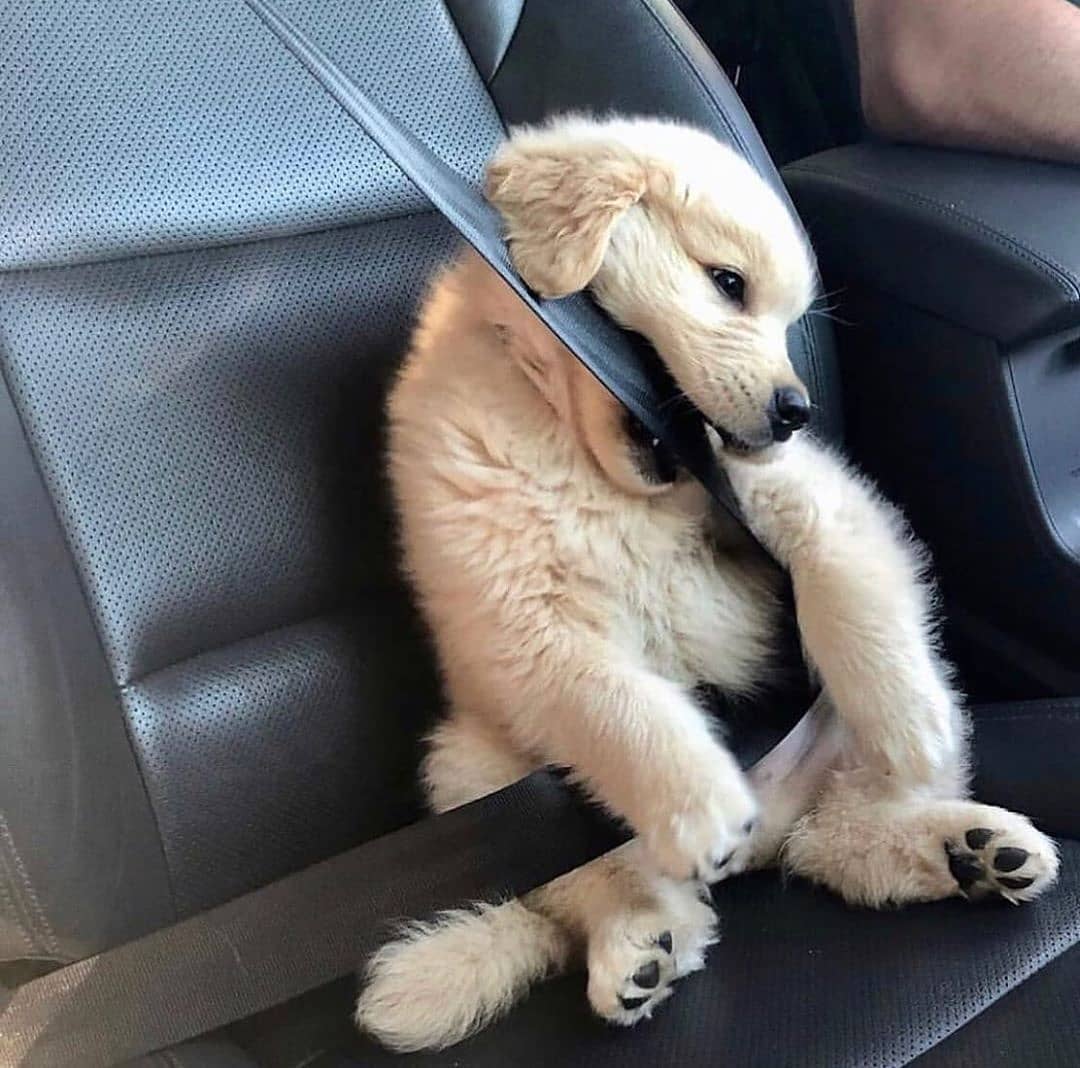 LocalPetService's tweet image. He doesn&apos;t like seat belts when💕 he is on a ride💝💗
Cuteness Overloaded😍
•
Follow @LocalPetService for more pets and animals related content
•
Like👍
Comment 📝
Share 🖇️
•
Follow 👉@LocalPetService
Follow 👉@LocalPetService
_⠀
#labrador #labradorretriever #DOGE #petlovers