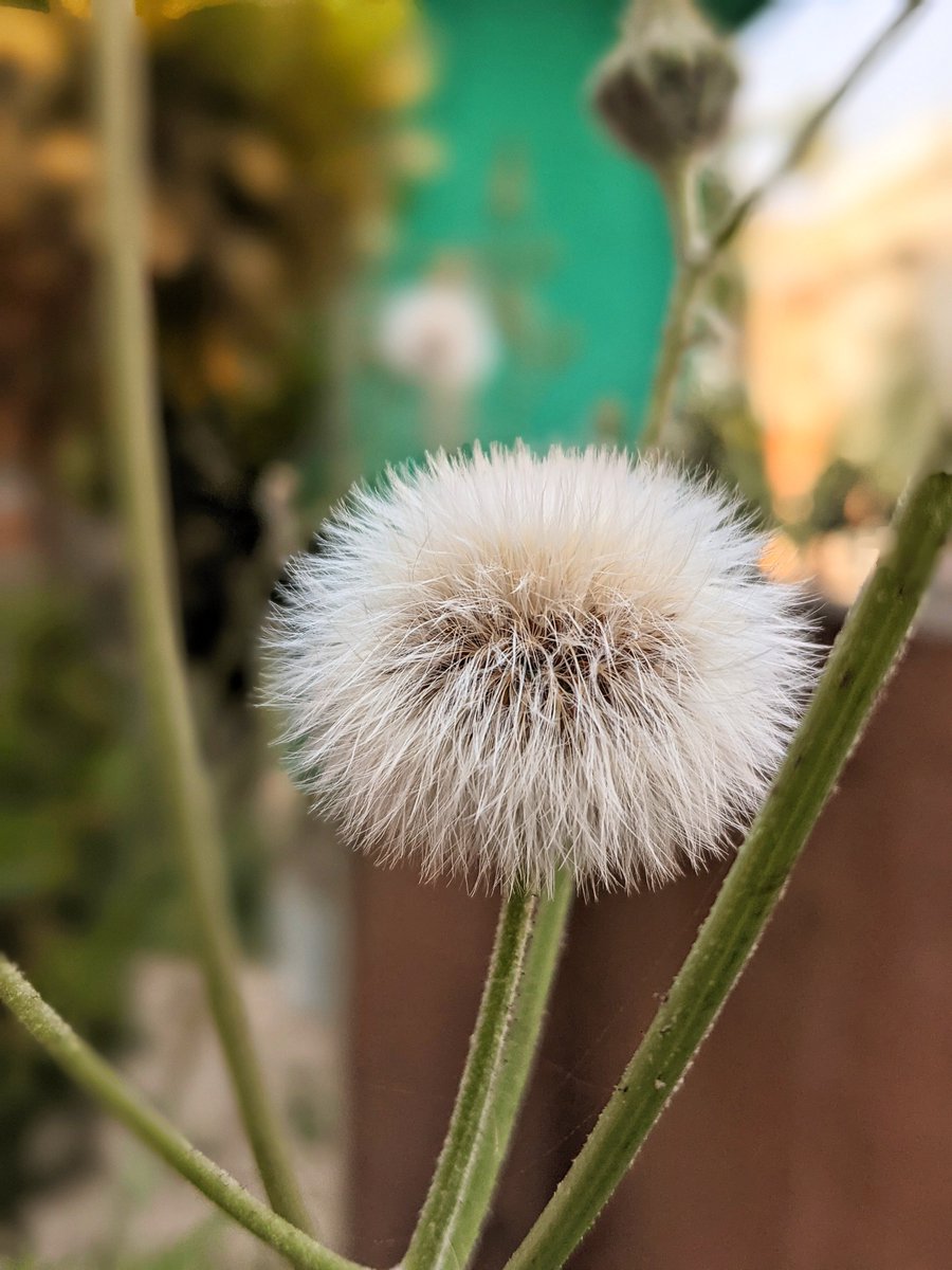 ritrisha's tweet photo. Looks like a cotton ball
Smells like hay
Such a strange flower this is. https://t.co/jWy4UeUiJz