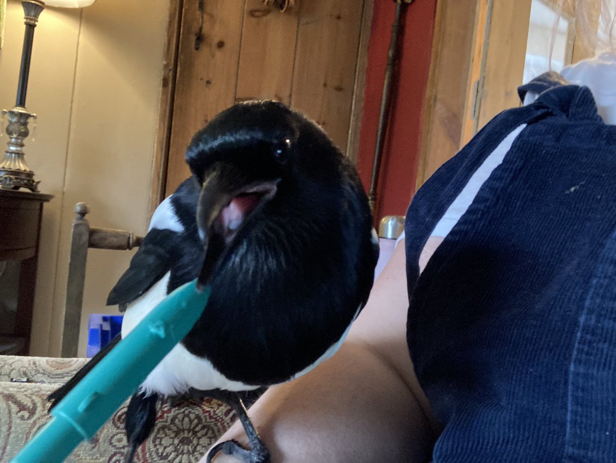 TeachesTj's tweet photo. Just trying to prep my next talk story 😂🙄 #t4w #magpie #talkforwriting #mine @MorrisMagpie #ks1 https://t.co/MAjmdI2gEk