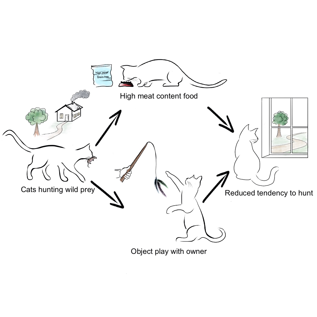 Our new cat paper is now online! Providing high-meat content food and object play reduce predation of wildlife. These novel strategies reduce cat hunting motivation, bringing benefits to cats and wildlife and might appeal to owners more!🐱
sciencedirect.com/science/articl…