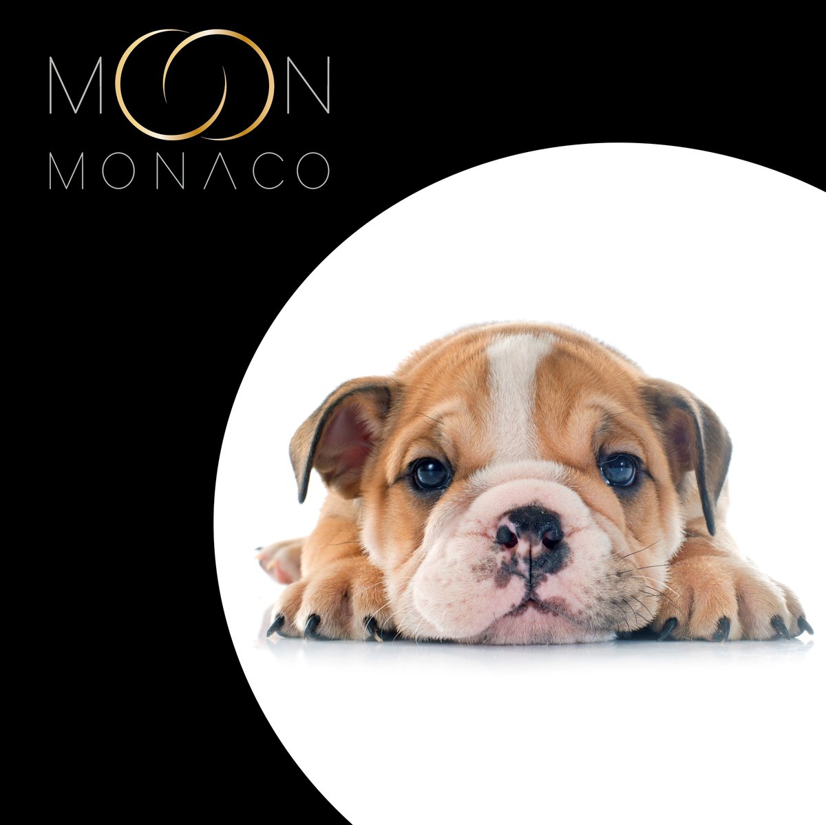moon_monaco's tweet photo. #feelgoodinstant #staysafe

#finejewelleryforpets #fashionforpets #moonmonaco #18caratgold #newcollection #celestial #pets #dog #dogs #puppy #doglife #doglover #doglovers #dogsofinstagram #englishbulldog #bulldog #bulldogsofinstagram #bulldoglife #bulldoglove #bulldogpuppy https://t.co/5EvAYTspwu