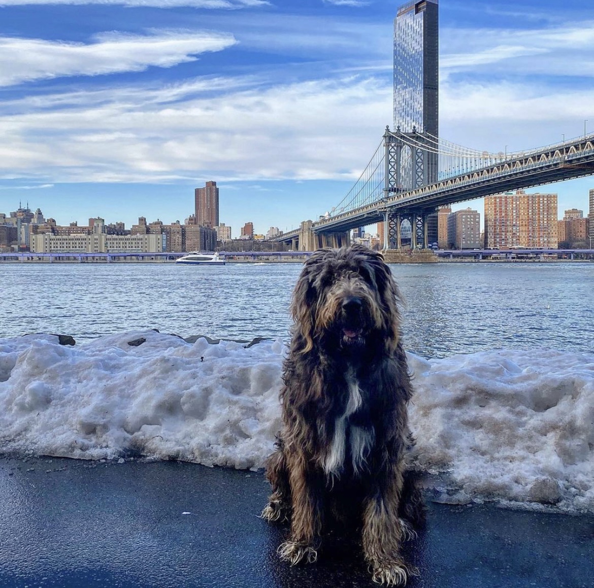 Can Dogs Go On Nyc Ferry