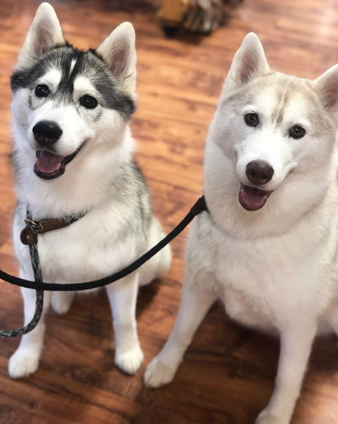 HappyHowiesInc's tweet photo. Happy Howie's happy dogs of the week: Kira & Lacey!
How beautiful are they?! ๐
...โ โ โ โ
#tbt Kira and Lacey came in for their favorite @happyhowies treats! ๐พ #regularcustomers #happyhowiestreats
( #๐ท @topdogspetboutique ) https://t.co/w6jTmPo2ni