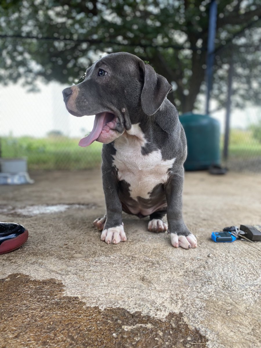 MinoBlack_sa's tweet photo. A new addition to the family. Her name is Sheba. #AmericanBully #Daxline #Razorsedge #Aceline https://t.co/UuRUXUyQIQ