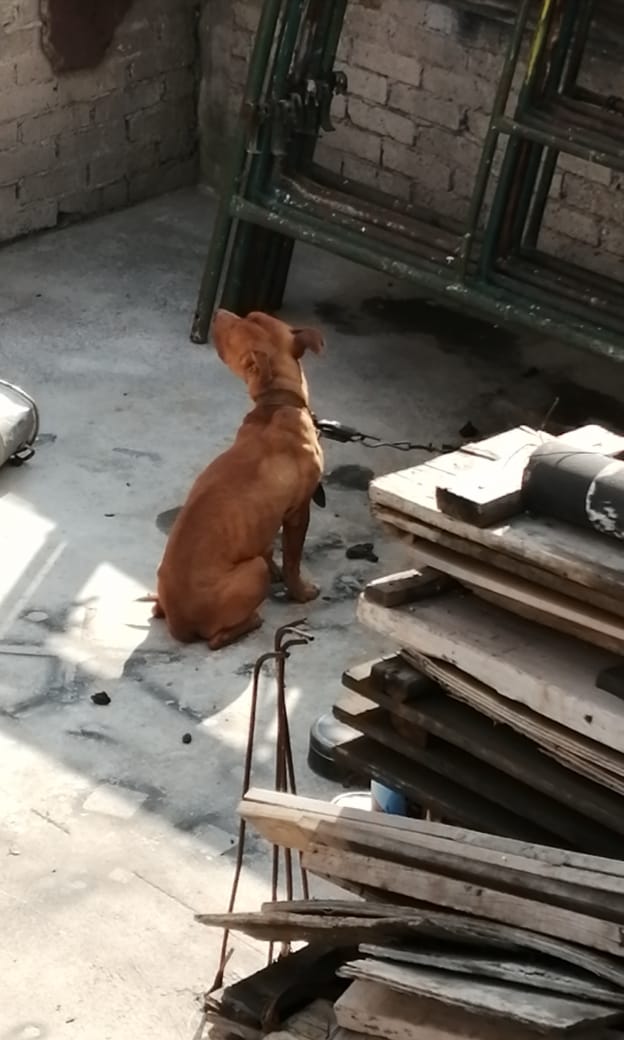 PAOTmx's tweet photo. Por permanecer amarrados, afectaciones a la piel, carecer de alojamiento adecuado y desnutrición severa, en uno de los casos, ayer PAOT, con apoyo de BVA, logró la entrega voluntaria de 3 perros q vivían en un inmueble de AO. Quedaron en resguardo de un protector de la Red-PAOT. https://t.co/gfiAcVu7Cw