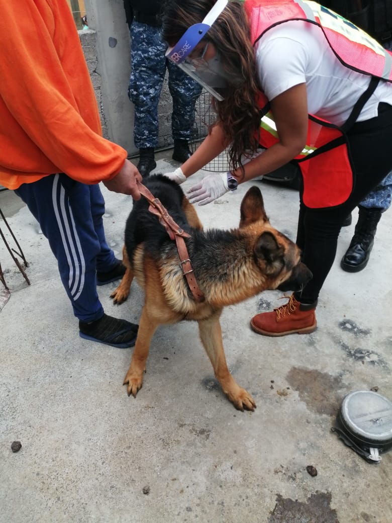 PAOTmx's tweet photo. Por permanecer amarrados, afectaciones a la piel, carecer de alojamiento adecuado y desnutrición severa, en uno de los casos, ayer PAOT, con apoyo de BVA, logró la entrega voluntaria de 3 perros q vivían en un inmueble de AO. Quedaron en resguardo de un protector de la Red-PAOT. https://t.co/gfiAcVu7Cw