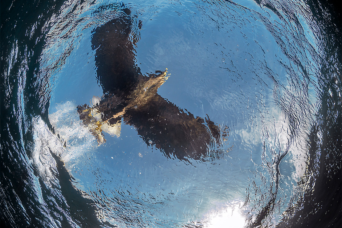Nu este noroc, ci știință! Ambasadorul Canon, Audun Rikardsen, ne dezvăluie poveștile din culisele uimitoarelor sale fotografii wildlife, cu rol științific: 
🦅 canon.sm/374hche