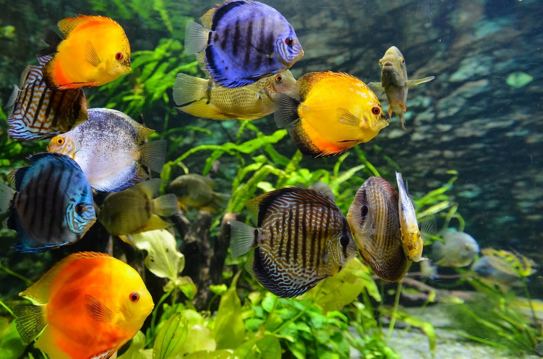 OmegaSeaLLC's tweet image. How many fish can you keep in a single tank?
A good general rule for determining how many fish
your tank can safely hold is the fish per gallon
guideline. Typically, a properly maintained tank can
handle one inch of fish per gallon of water.  #beginnertips #fishkeeping
#omegaone