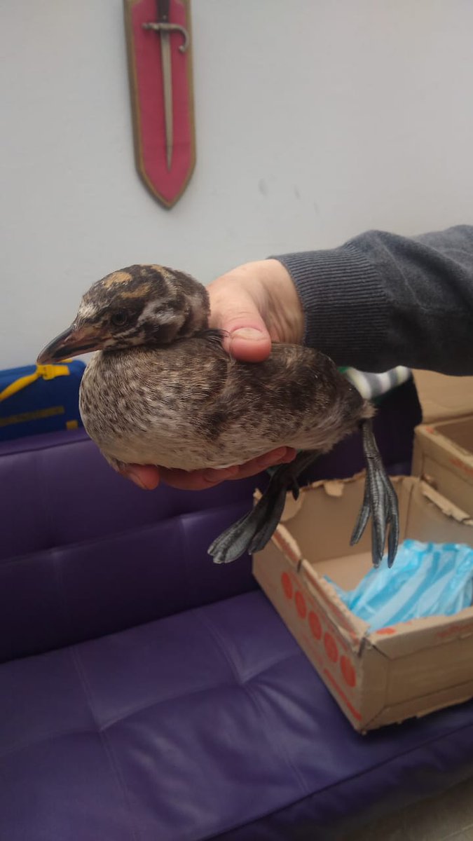 CAR_Cundi's tweet photo. En las últimas horas rescatamos dos aves en los municipios de Chía y Chiquinquirá, estas corresponden a un zambullidor (Podilymbus podiceps) que fue traslado a la URRAS para su valoración y una tingua que al estar en óptimas condiciones fue regresada a su hábitat natural. https://t.co/9HTGy4YyJn