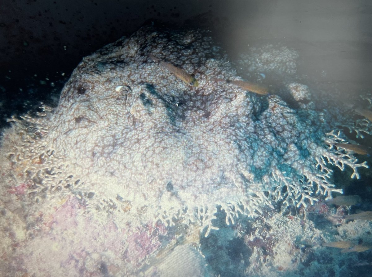 SubCDivers's tweet image. Who knows the breed of this fish?
Photo courtesy of one of our @BSACdivers club members