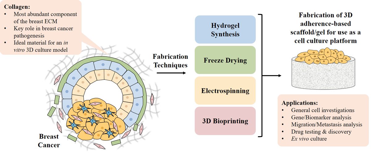 DCU Centre for Medical Engineering Research (@medeng_dcu) on Twitter photo Our most recent publication on advances in biofabrication of collagen-based 3D culture models for breast cancer research is now available online: doi.org/10.1016/j.msec…
<a href="/DCUEngineering/">DCU Engineering</a> <a href="/DCU/">Dublin City University</a> <a href="/JohnRed_DCU/">John Redmond</a> <a href="/njdunne_lab/">Nicholas Dunne</a> <a href="/TLevingstone/">Tanya Levingstone</a> <a href="/Prof_H_McCarthy/">Helen McCarthy</a> <a href="/DCUBiodesign/">DCU Biodesign Europe</a> <a href="/DCU_Cancer/">DCU Cancer Research</a> Our most recent publication on advances in biofabrication of collagen-based 3D culture models for breast cancer research is now available online: doi.org/10.1016/j.msec…
<a href="/DCUEngineering/">DCU Engineering</a> <a href="/DCU/">Dublin City University</a> <a href="/JohnRed_DCU/">John Redmond</a> <a href="/njdunne_lab/">Nicholas Dunne</a> <a href="/TLevingstone/">Tanya Levingstone</a> <a href="/Prof_H_McCarthy/">Helen McCarthy</a> <a href="/DCUBiodesign/">DCU Biodesign Europe</a> <a href="/DCU_Cancer/">DCU Cancer Research</a>
