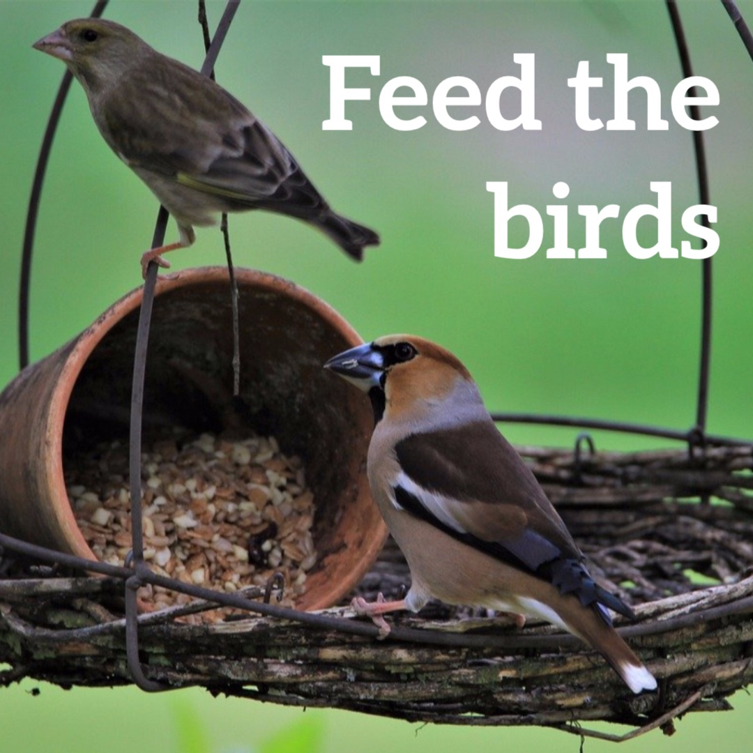 Don't forget to feed the birds in the cold weather.

seedball.co.uk

#30DaysWild #BirdFeed #Birdwatching #Birds #NatureCommunity #YoungNaturalists