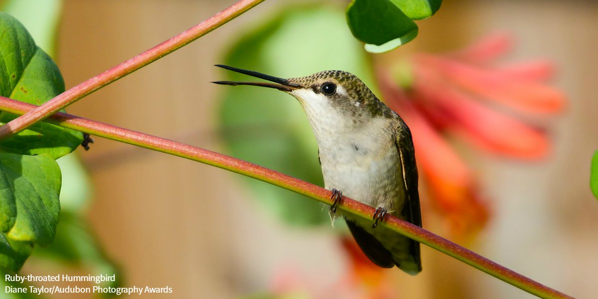 On  #WomenInScience Day, meet some of the scientists at Audubon who are working to secure the future for birds and the places they need, through programs like the Migratory Bird Initiative, Climate Watch, and the Survival by Degrees report.