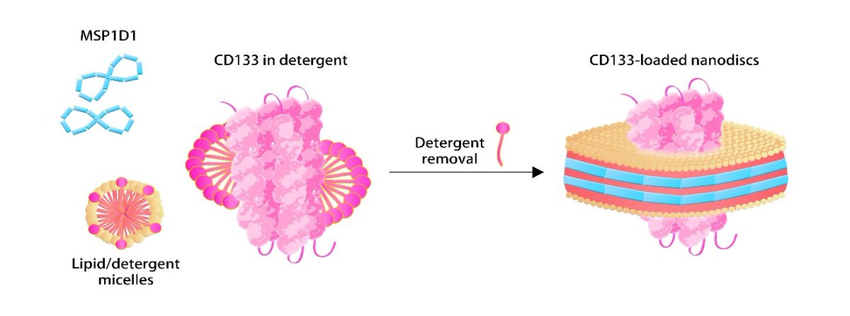 ACROBio's tweet photo. Full Length Multi-transmembrane CD20 and CD133 Proteins with Native Conformation: https://t.co/hRtk6NnHkQ

#CD20 #CD133 #oncology #therapeutic #drugdevelopment #drugdiscovery #CAR #detection https://t.co/qP5TVOYJGZ