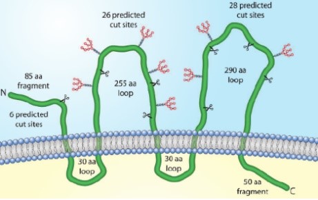 ACROBio's tweet photo. Full Length Multi-transmembrane CD20 and CD133 Proteins with Native Conformation: https://t.co/hRtk6NnHkQ

#CD20 #CD133 #oncology #therapeutic #drugdevelopment #drugdiscovery #CAR #detection https://t.co/qP5TVOYJGZ