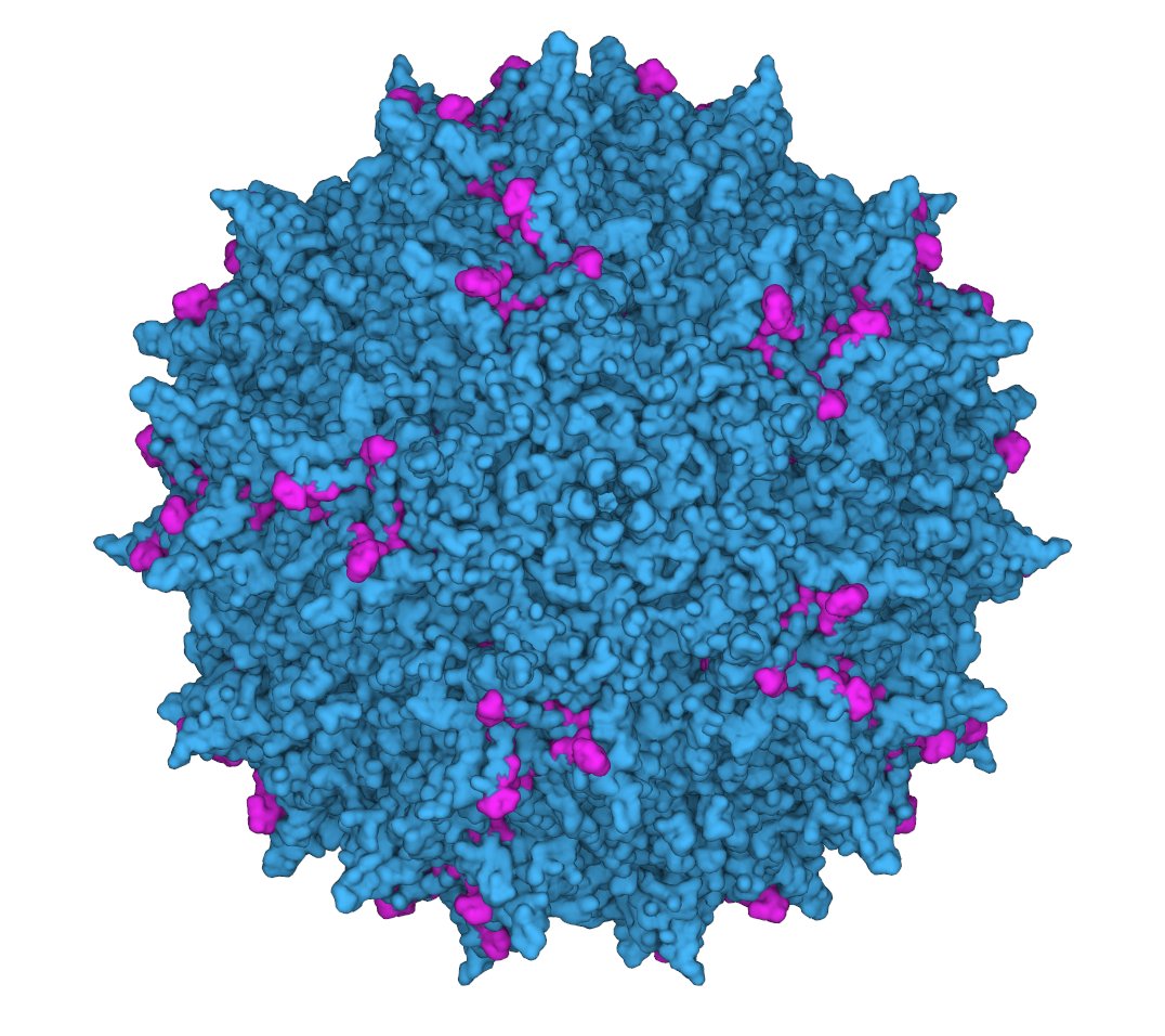 6/ We targeted a 28 amino-acid region of the AAV2 capsid protein, which was relevant for multiple properties and had both buried and surface-accessible residues. This size was partially imposed by limitations in DNA synthesis length at the time.