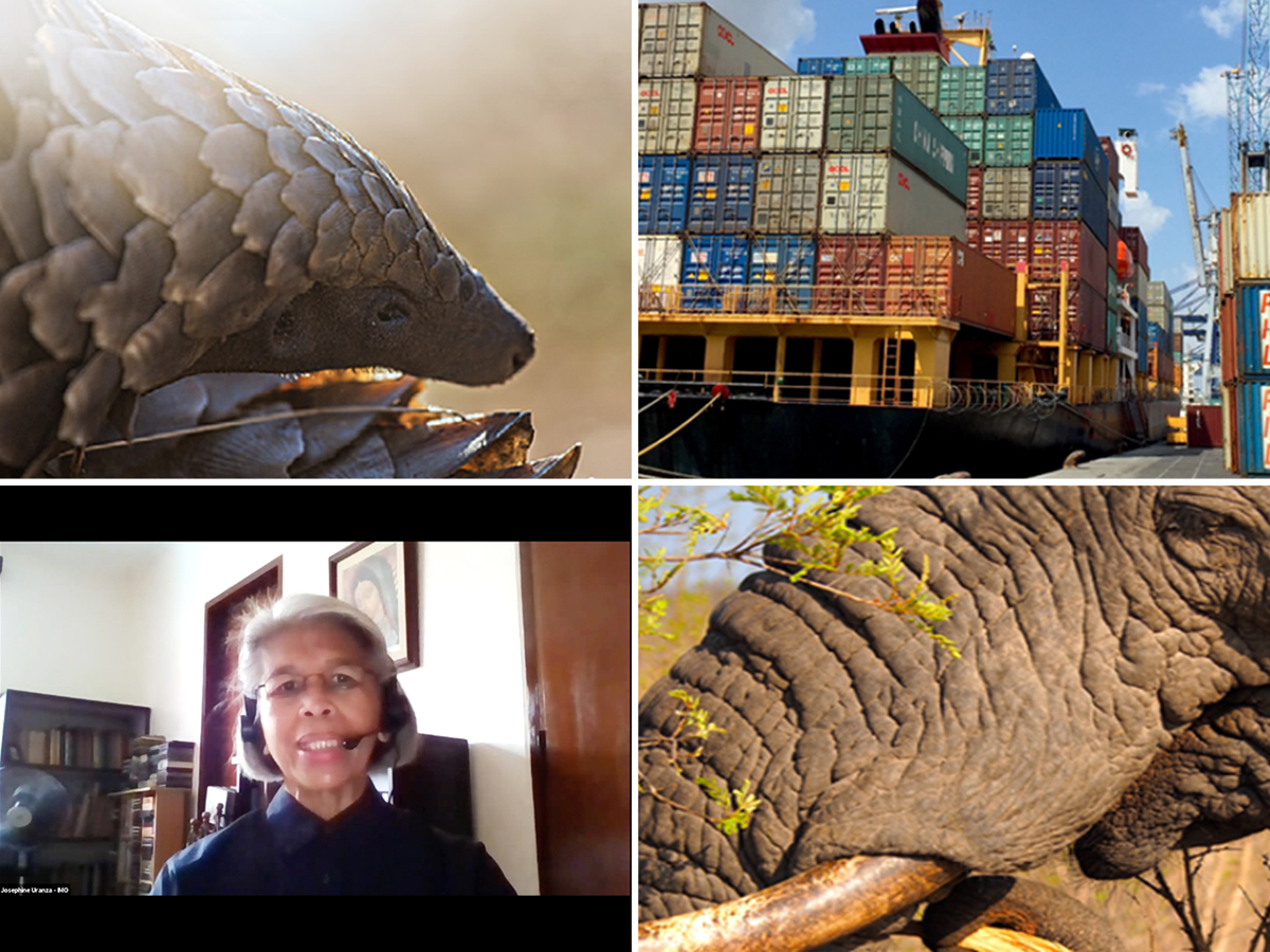 As is the case for other goods being carried by sea, much of the world’s illegal wildlife trade is transported onboard vessels underscoring the need for IMO’s involvement in the fight against this illegal activity: bit.ly/3tIaE1o #WildlifeTrafficking