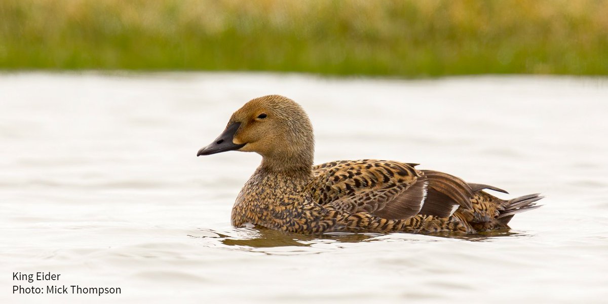 Melanie A. Smith— @alaska_melanie—is program director for the Migratory Bird Conservation Platform—it helps visualize & synthesize migration patterns across the Americas to inform the conservation needs of birds. She is a birder & skijorer.  https://bit.ly/3aWv0vh&nbsp;  #WomenInScience