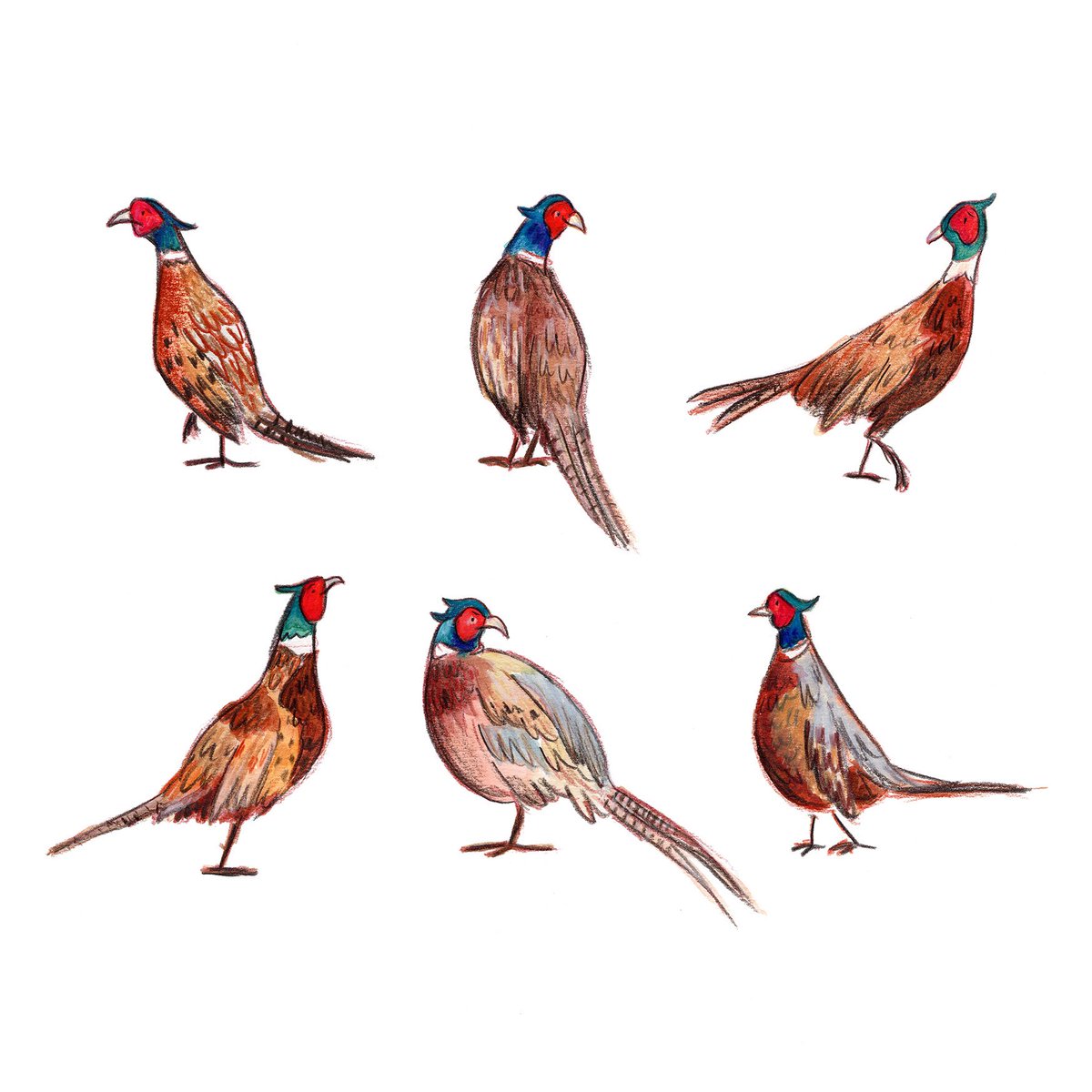 I want to redraw these pheasants with more personality! Maybe even funky outfits?? 

What can you imagine these funny pheasants wearing?? I’m thinking either a suit with a monocle or dungarees and some straw? 

#illustration #artist #characterdesign #pheasants