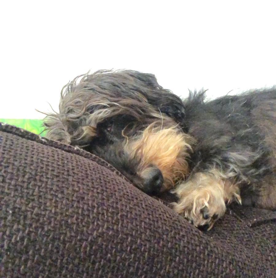 Totally zorsted after helping D teach all day 😴