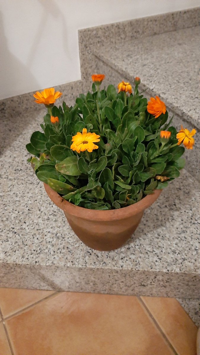 dani29er's tweet photo. @liveinbescano algú ha picat al timbre i ha deixat una planta, si algú la troba a faltar , que contacti. https://t.co/Gm9gXlowzy