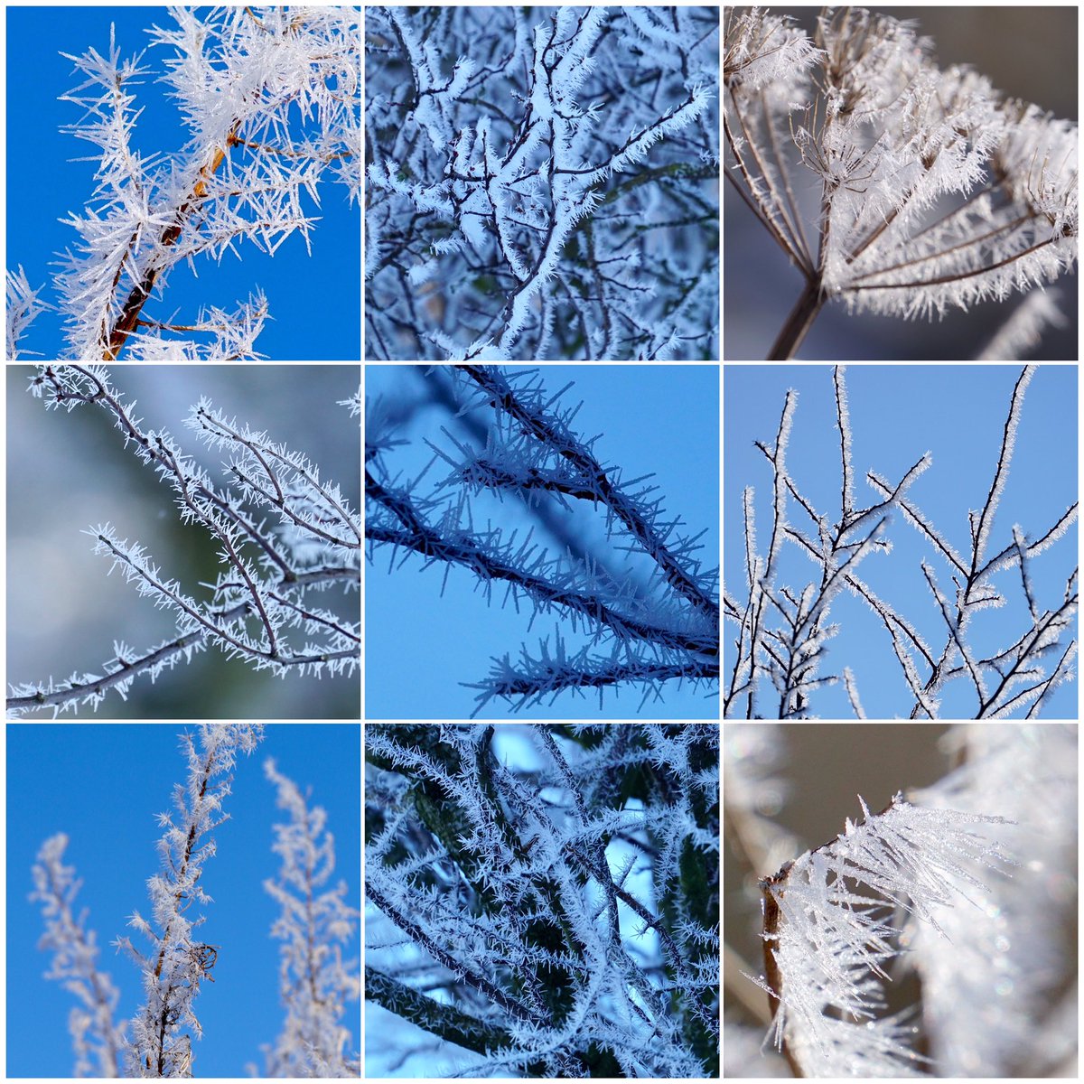 LmcdSony's tweet photo. Did you here it was baltic last night?🥶and because it was this is how #beautiful it was this #morning in #Hawick #Scotland It was near impossible to #walk for taking #photos😊 #lockdowntherapy @BBCSpringwatch @Britnatureguide #photooftheday #snow #trees #NaturePhotography #Happy https://t.co/cbGUxsdM2I