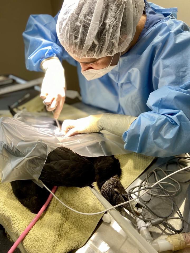 While we get many animals shot with lead, lead poisoning generally occurs when animals or people consume lead, & stomach acid breaks down the soft metal & makes it available to be absorbed into the blood stream. This causes a variety of issues, so the lead has to be removed.