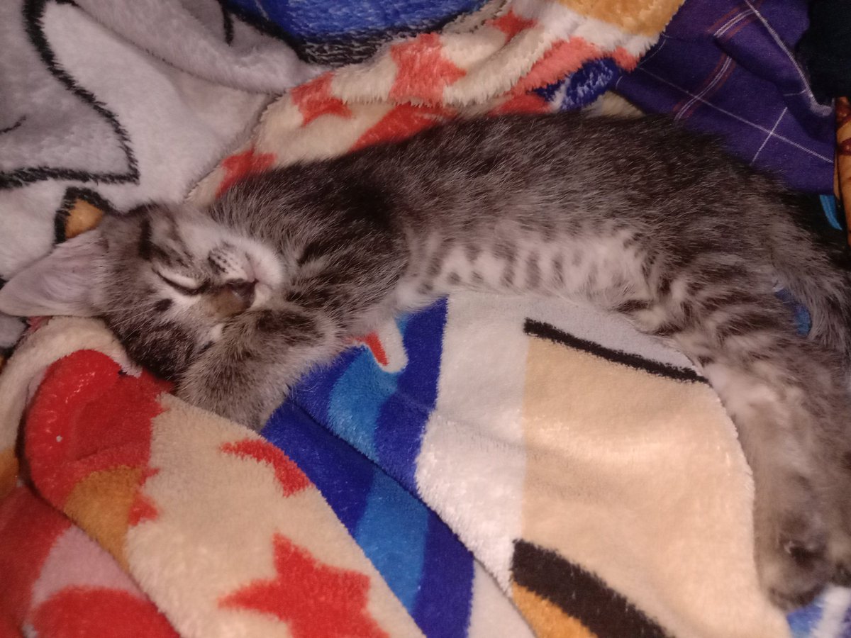 Kucing aja disayang😍 
Apalagi KAMU ☺️