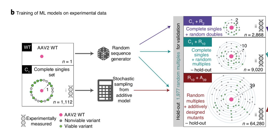 10/But the training dataset was generated in a biased manner, we also decided to study the role of data distribution on the performance of the models. We used three partitions, single and double mutants only (Potts-model inspired), randomly generated mutants, and the full data.