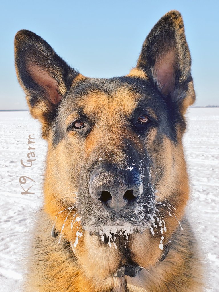 ❄🖤
#SARK9 #K9Garm #FaMoose #moosedog #dogs #dog #dogsoftwitter