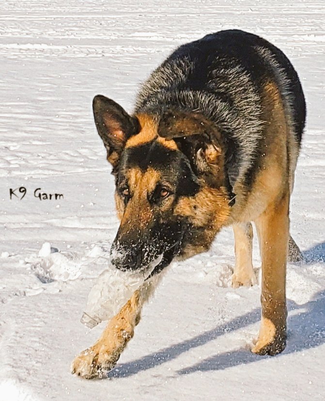 An old water bottle found in the snow is a treasure to the moosedog 
#SARK9 #K9Garm #FaMoose #moosedog #dogs #dog #dogsoftwitter