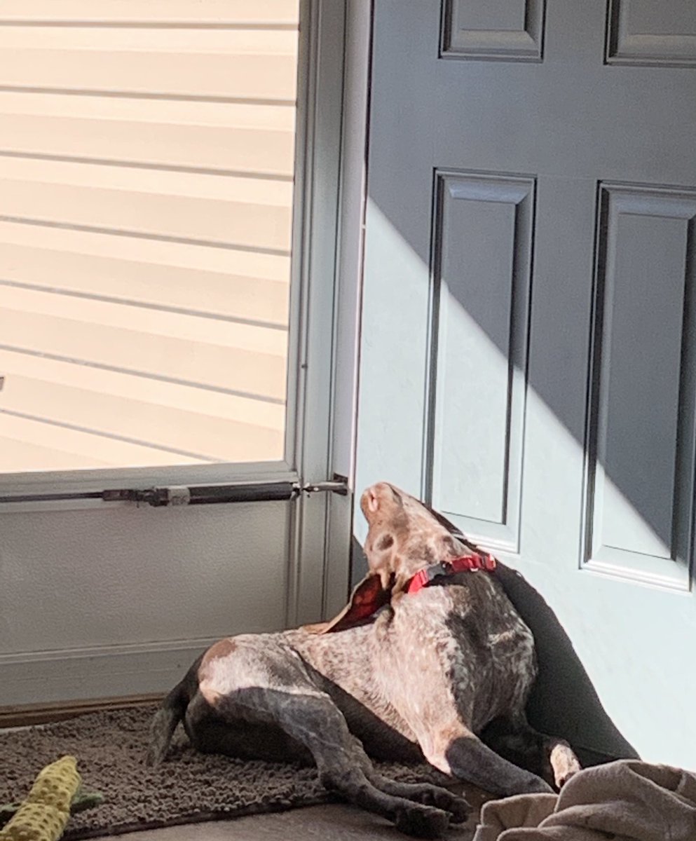 #GSP #snoozing #gottaloveMea