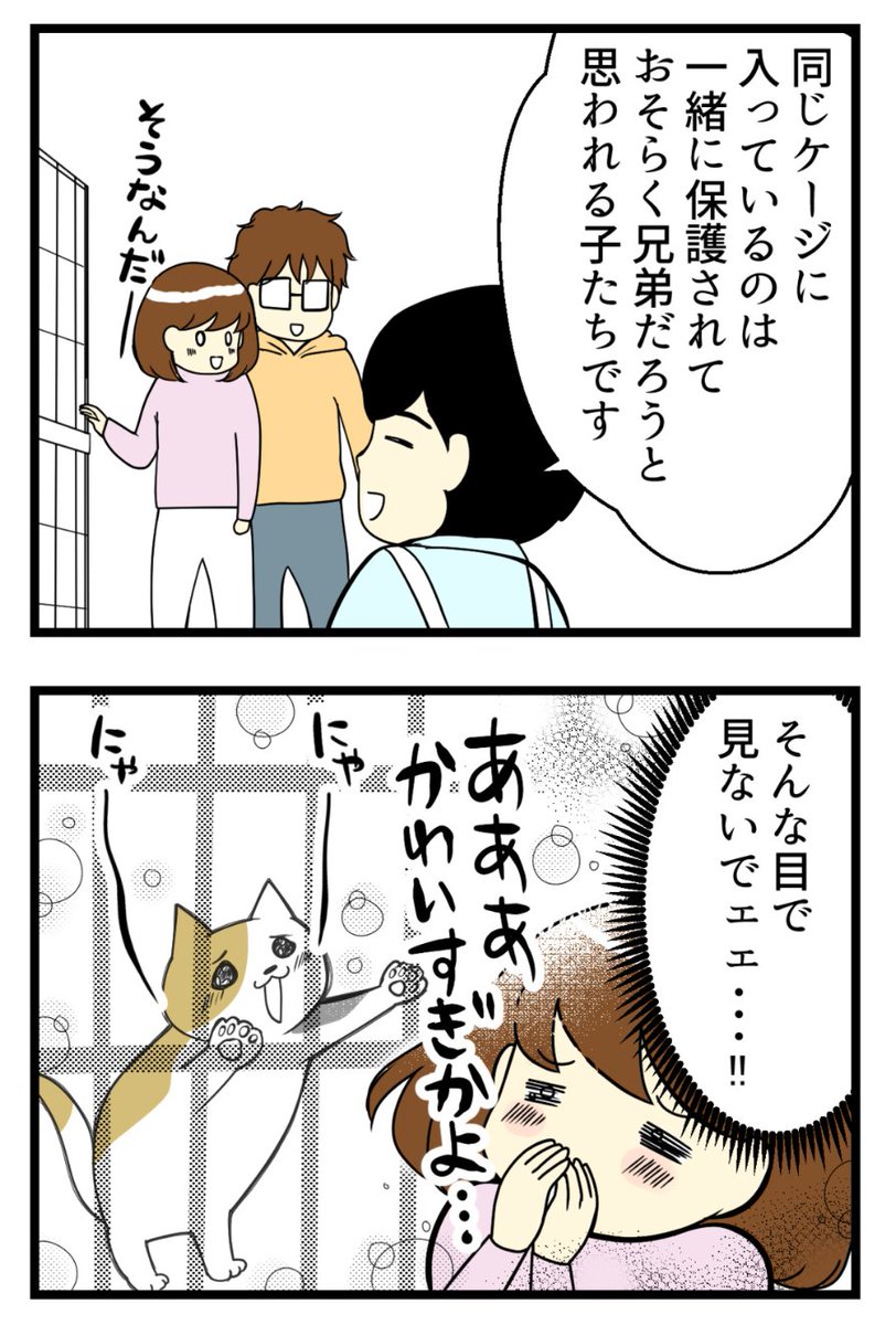 猫探し編⑥-保護施設で猫の面会へ!視線ノックアウト #漫画が読めるハッシュタグ #保護猫さんと暮らす #猫のいる生活
実際に施設に行き、里親待ちの子たちがこんなにたくさんいるという現実にも驚きました・・・