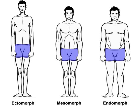 We’ve heard the terms “Endomorph” and “Mesomorph” before. These are not new ideas.I want to preface this by saying I am using Somatotypes as a reference point for helping people visualize this theory.I am more concerned with the relationship between the shoulder/hip ratio.