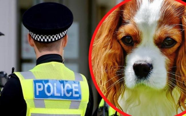 Protect_Wldlife's tweet photo. WARNING!!

Dognapping gangs targeting lone women as puppies are now worth more than drugs!! @Dr_Dan_1  https://t.co/SDXr6JyAw4 via @DailyMirror https://t.co/YXT0LXISq6