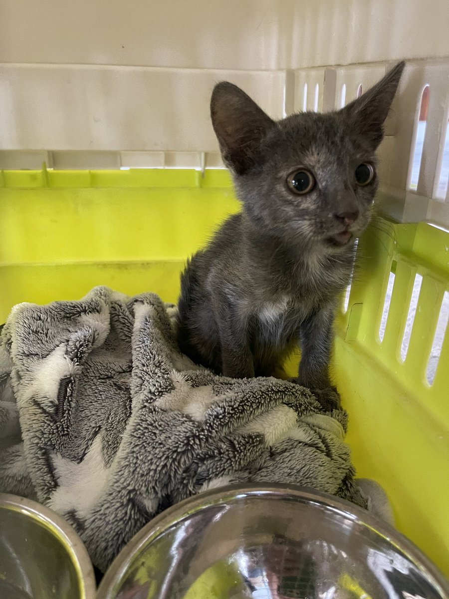 vivianatobonm's tweet photo. ADOPTAME❤️🐱

O AYUDAME CON UN RT PARA ENCONTRAR CASITA PRONTO🙏🏻❤️ https://t.co/ZebGLbtz2k