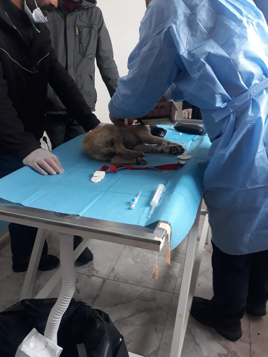 GSB_BingolGM's tweet photo. “Bir milletin büyüklüğü ve ahlaki gelişimi, hayvanlara olan davranış biçimi ile değerlendirilir.” Unutmayın ki onların da canı var. Yaralamayın yaralı görürseniz bildirin. Gönüllülerimizle yaralı yavru köpeği @bingolbel hayvan bakım evinde tedavi ettirdik. 
Teşekkürler @bingolbel https://t.co/nIRcdIab4N