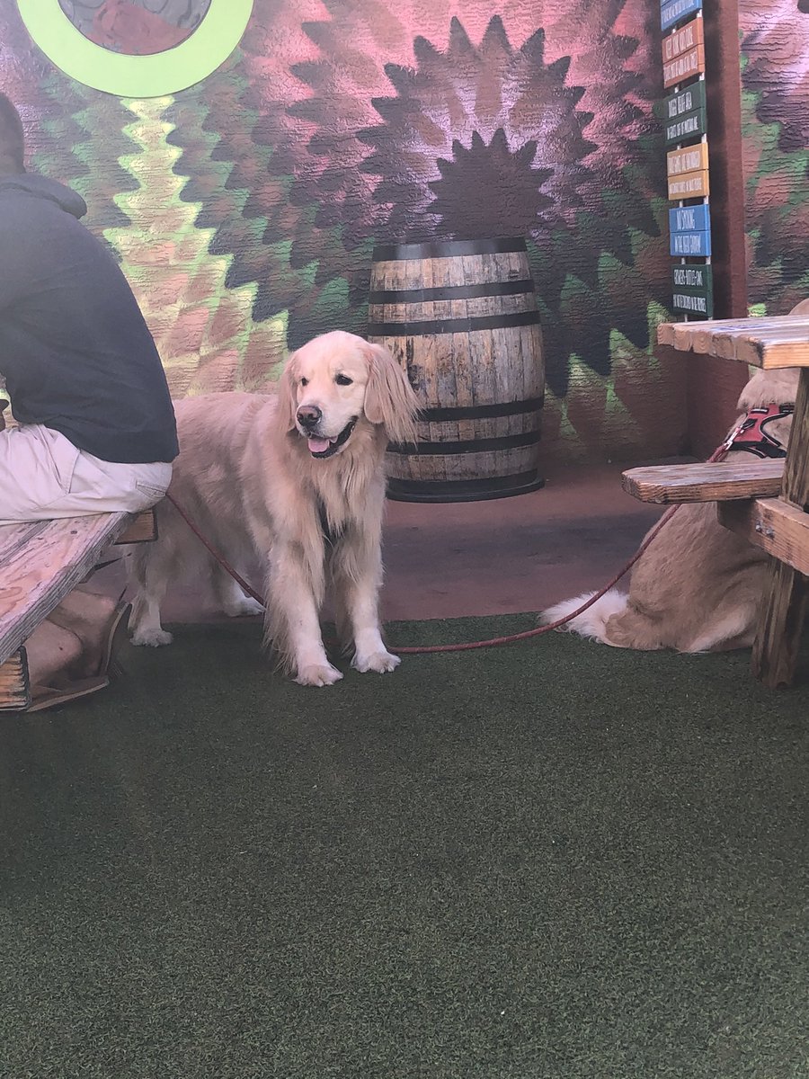 Puppy love at the brewery <a href="/IntraBrewing/">Intracoastal Brewing</a>