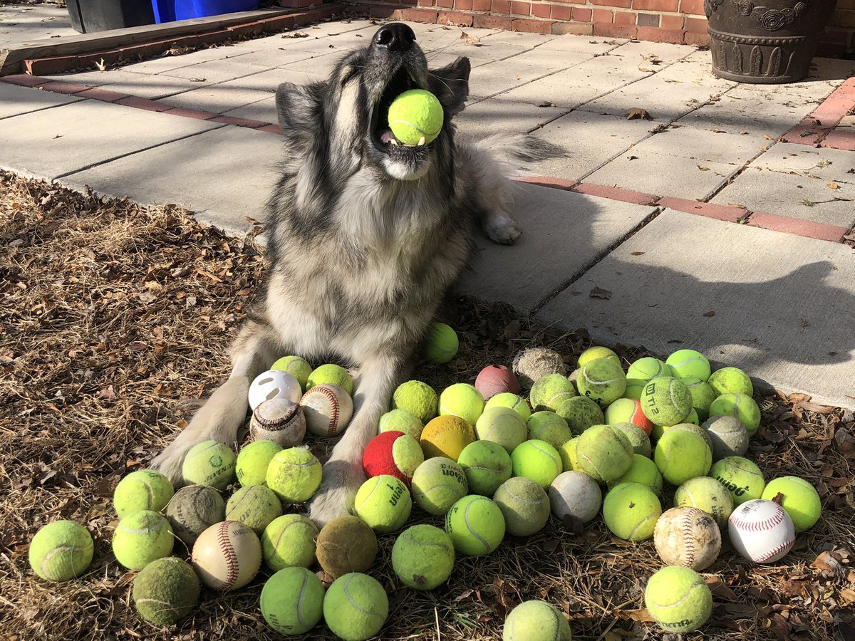 This is Bear. His house is between a baseball field and some tennis courts. He brings a few abandoned balls home every day. After rigorous quality control he takes them all to the dog park for others to play with. Then he starts his collection anew. 14/10 #SeniorPupSaturday