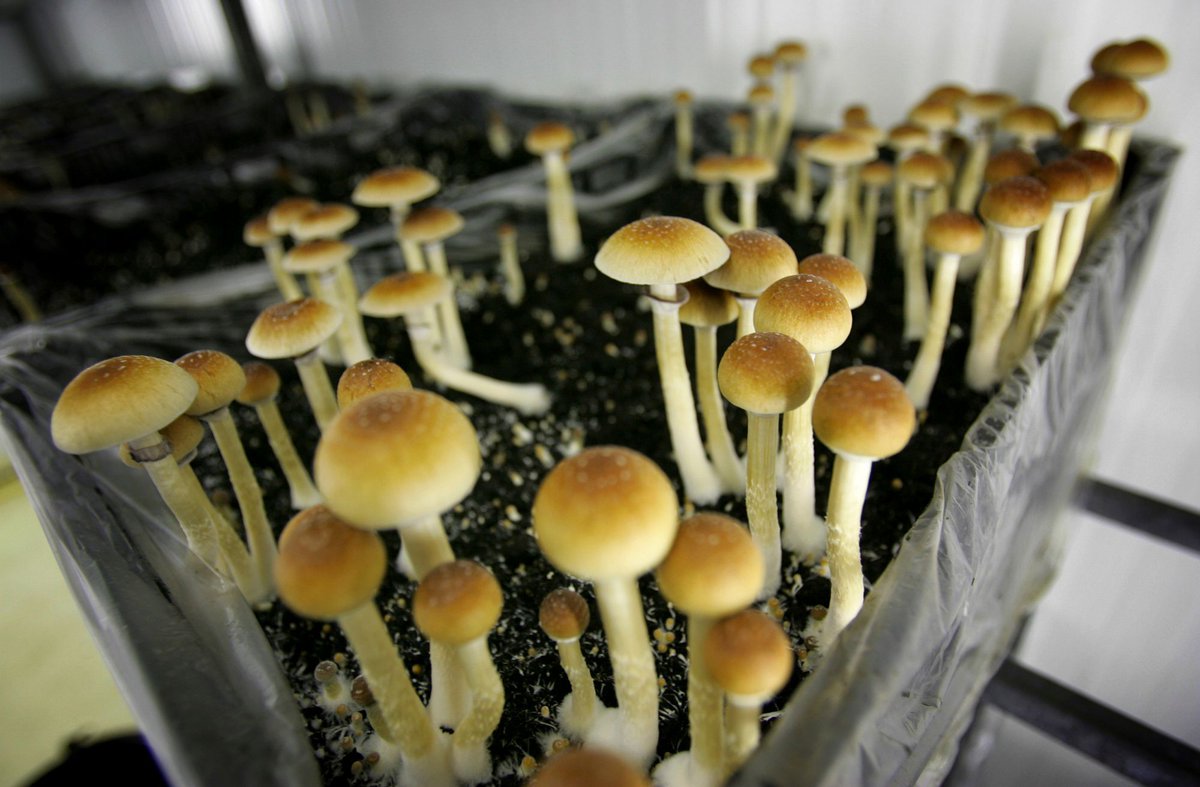 YahooFinance's tweet photo. The world's first psychedelic ETF debuts https://t.co/e381bzTdna by @AlexisTVNews https://t.co/6Z9ZcwHtTi
