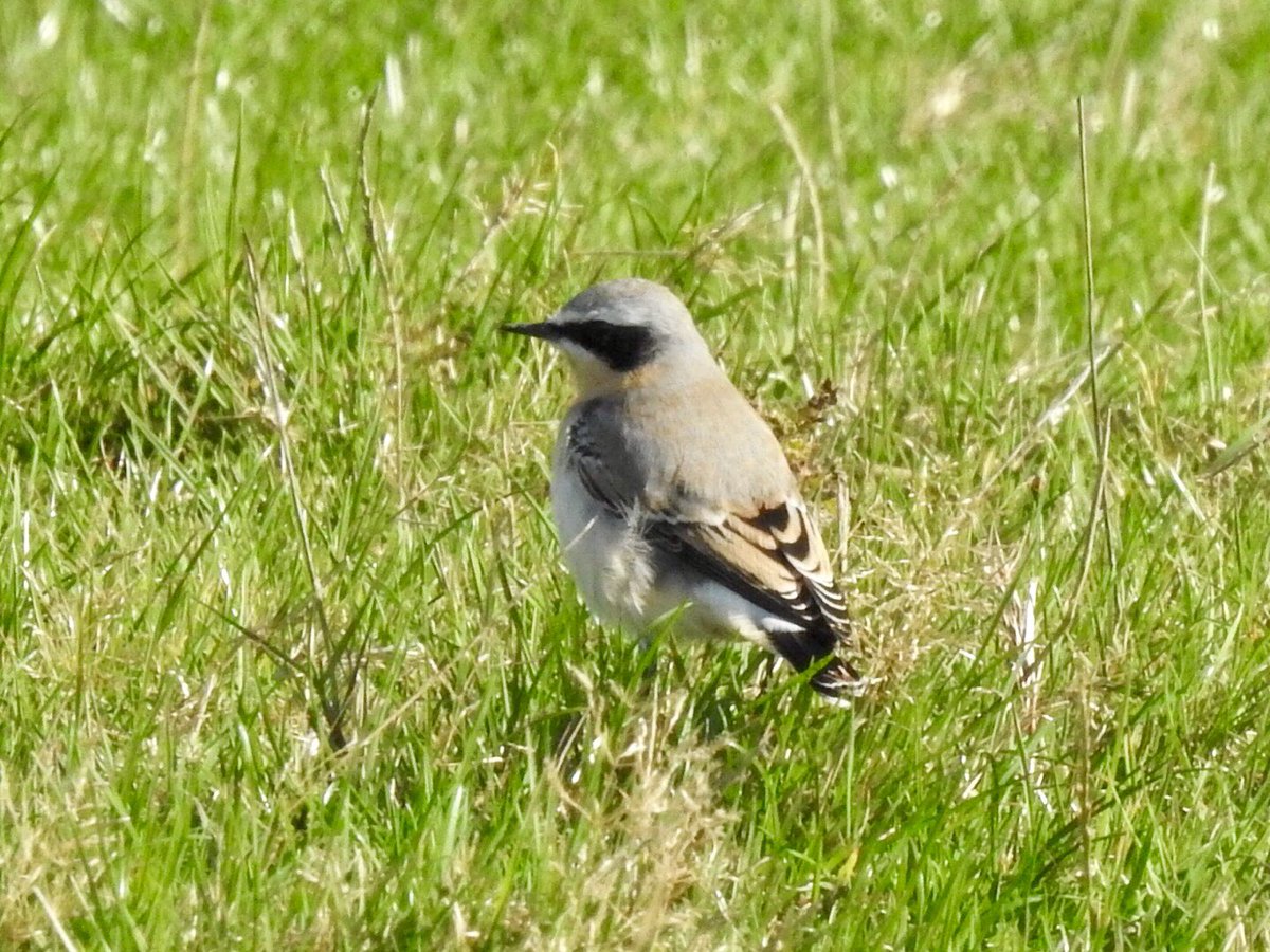 Not long to go now #Wheatears #Nearlyspring #allmostthere