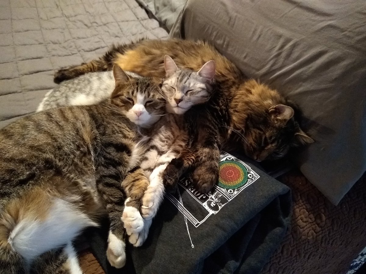 TheWorstGenera7's tweet photo. I love it when my cats like each other. https://t.co/ZWaB0iFn97