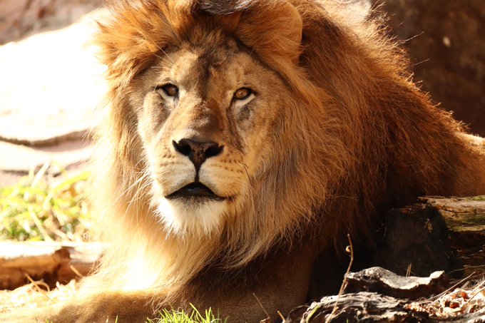 シン 高画質 のtwitterイラスト検索結果 古い順